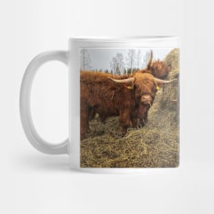 Scottish Highland Cattle Bulls 2342 Mug